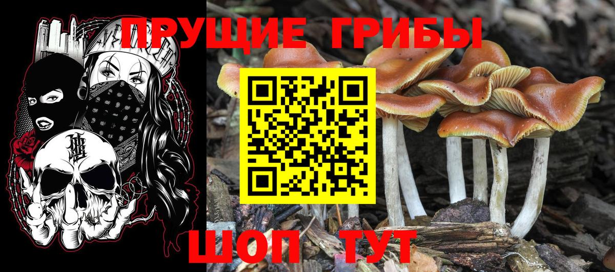 Псилоцибиновые грибы Psilocybe  Вход с VPN  Арзамас 